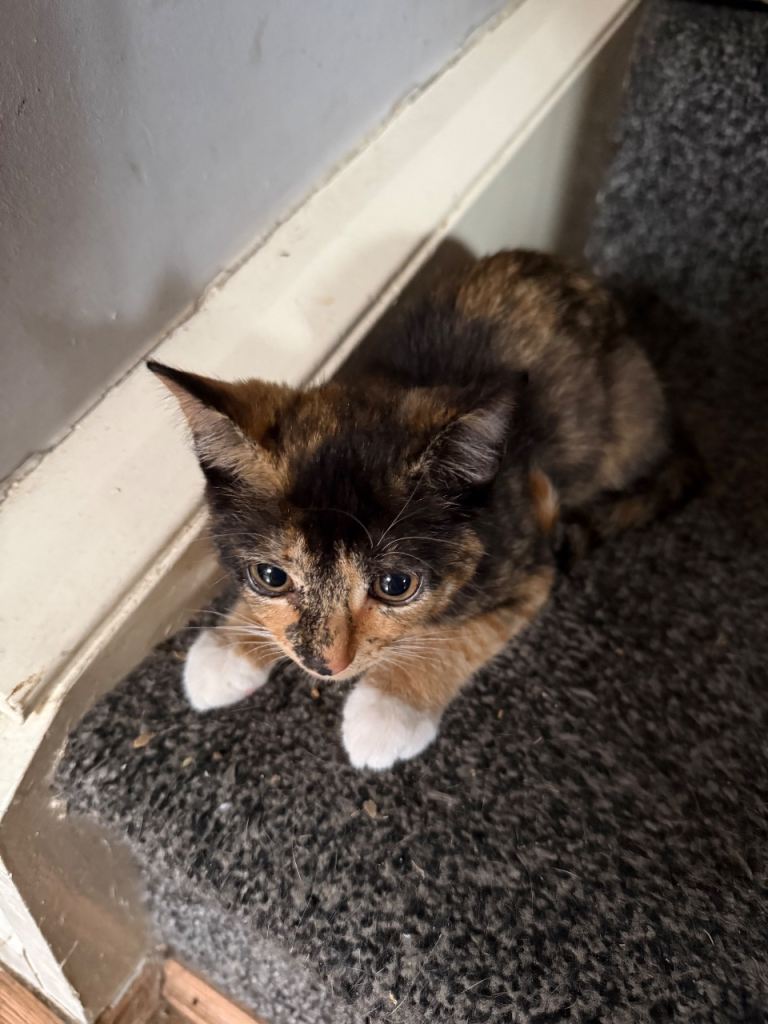 Female kitten