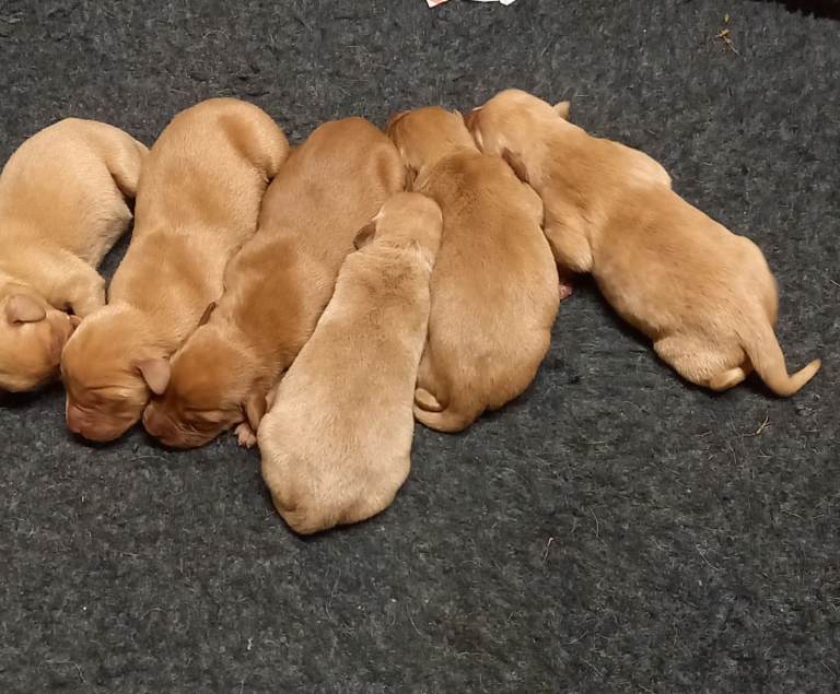 Kc registered Labradors puppies 
