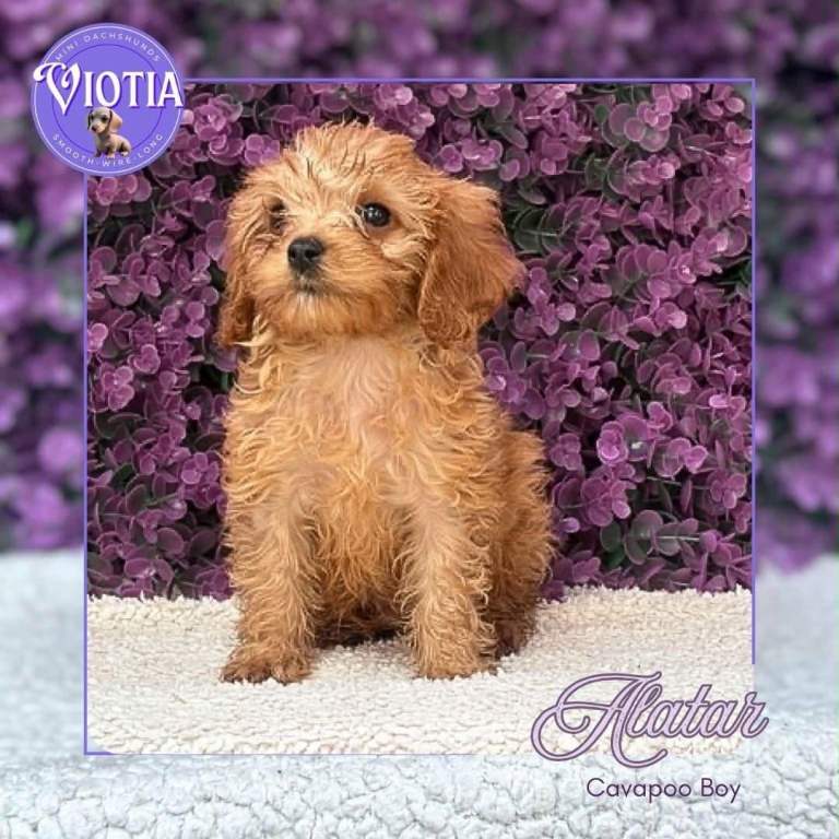 ❤️ LAST CAVAPOO PUPPY LEFT • STUNNING RED/RUBY BOY • DNA HEALTH TESTED & CLEAR ❤️