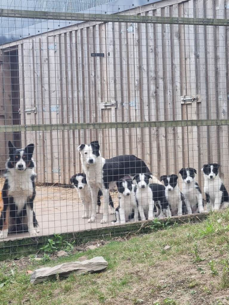 Border Collie Puppies