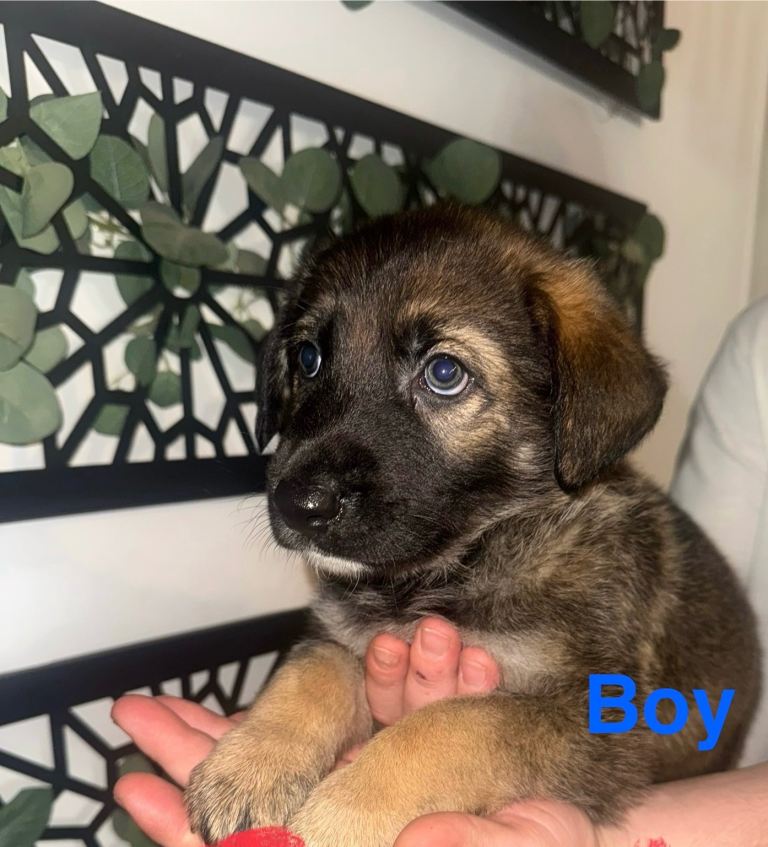 Hybrid German shepherd puppies 