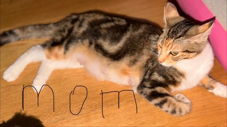 kittens
