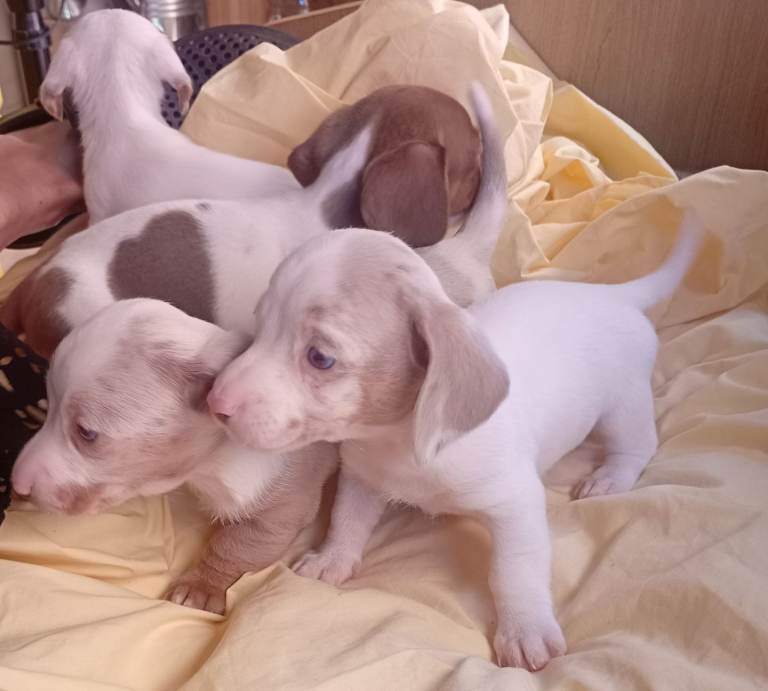 *Outstanding* Dachshund puppies 