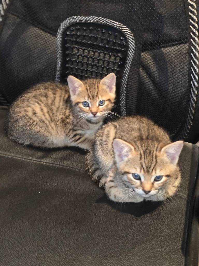 2x tabby kittens