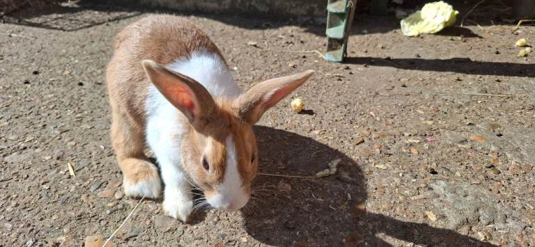 Male rabbits are Sale 