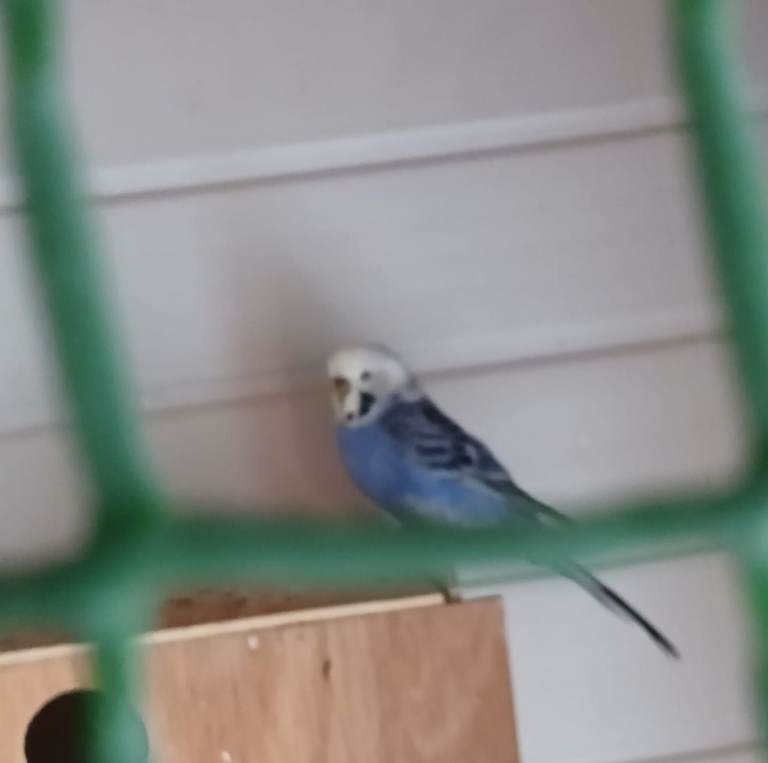 Female budgie 