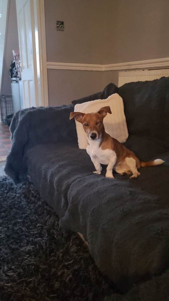 Jack russell harrier