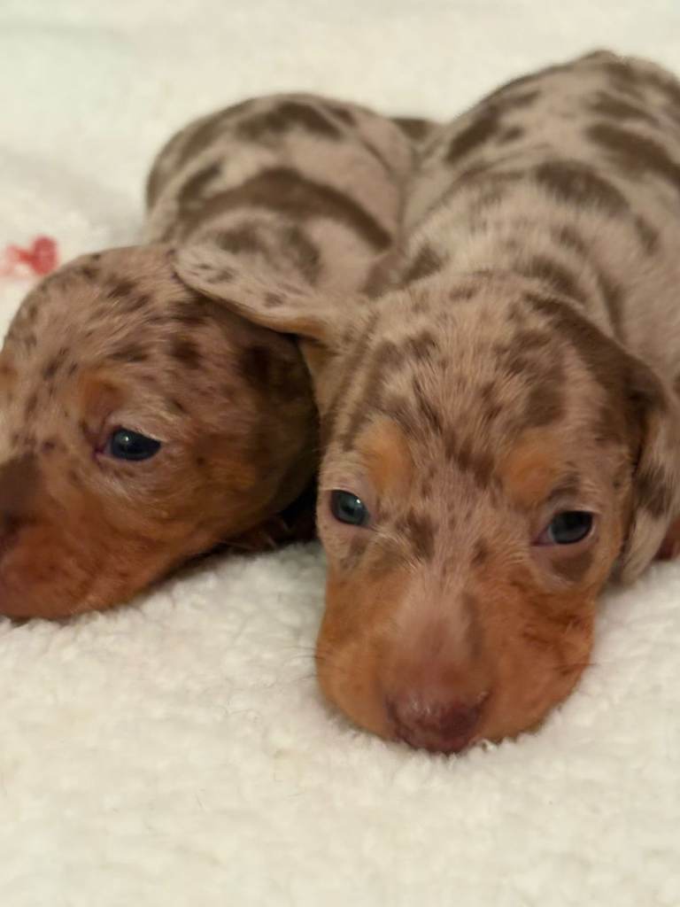 Miniature Dachshund puppies for sale - Brecon