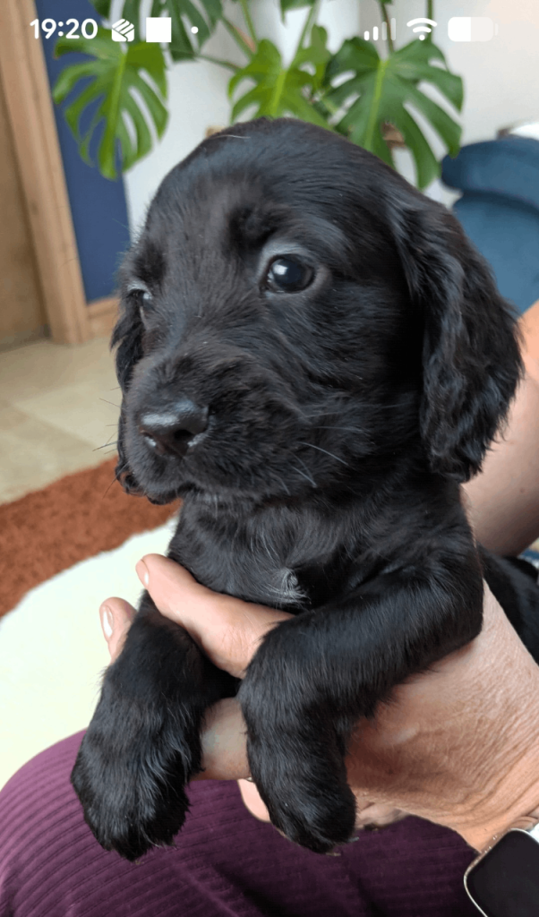 Stunning Cocker Spaniel Puppies 