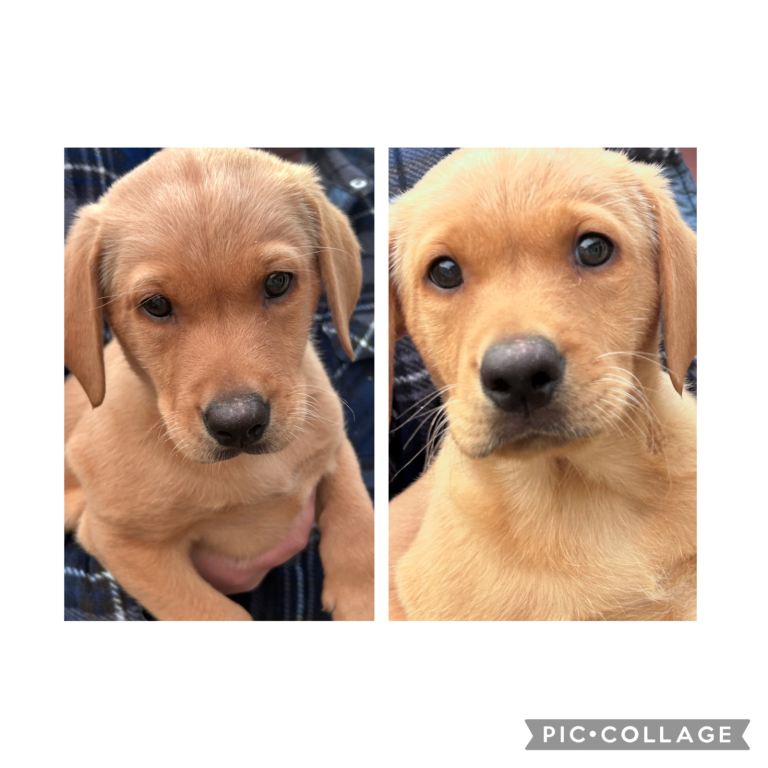 Labrador puppies ready to leave 