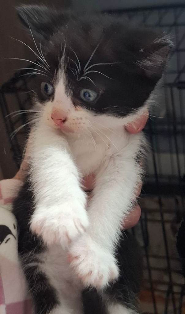 kitten for sale 