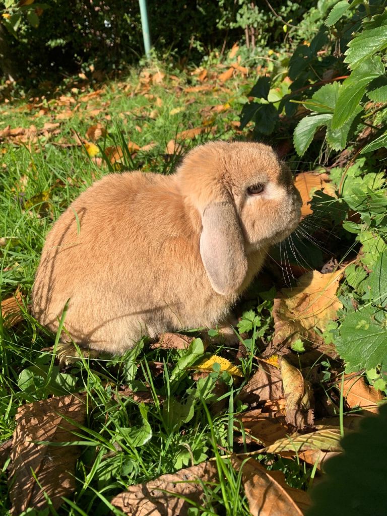 Male entire 3 1/2 year old mini lop