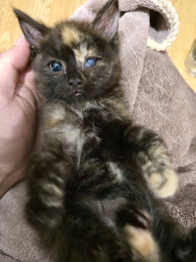 Beautiful 8-Week-Old Tortoiseshell Kitten Looking for a Loving Home