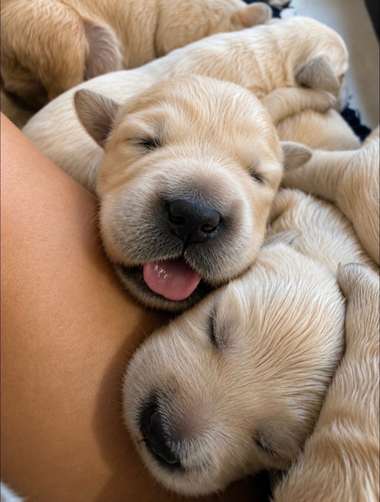 Beautiful golden retriever puppies