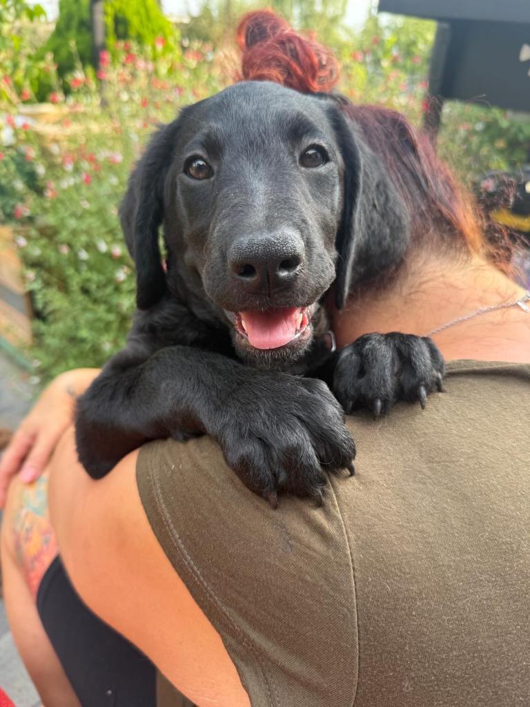4 gorgeous Labradoodle puppies
