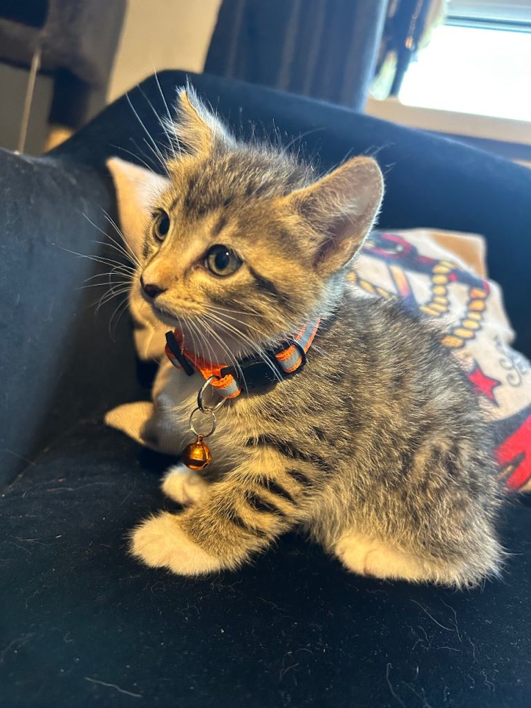 Kittens for sale 