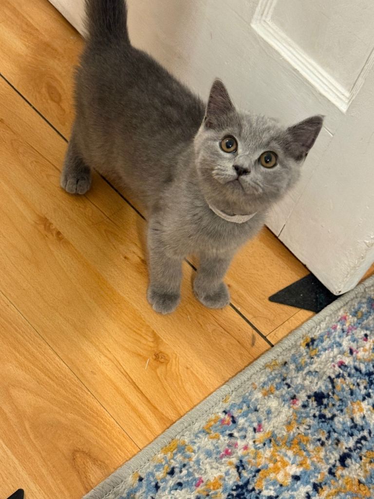 British shorthair kitten