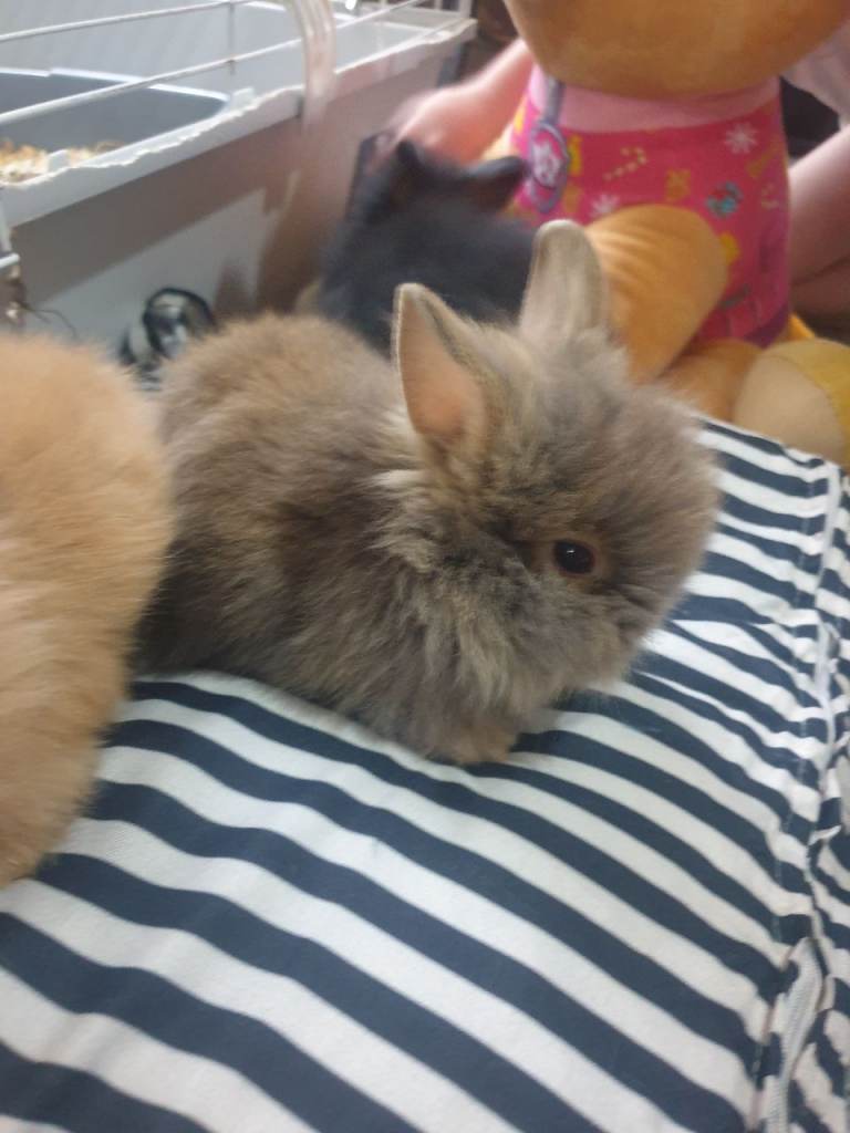 7 baby lionhead rabbits for sale 