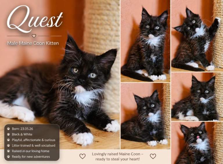 🐾 Two Last Maine Coon Brothers Looking for Their Forever Homes 🐾