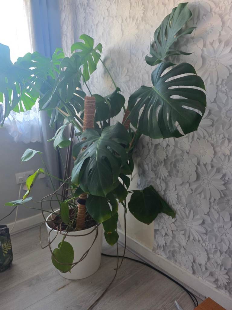 Monstera plant