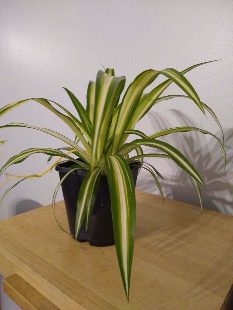 Spider Plant in Black Pot – Healthy Houseplant