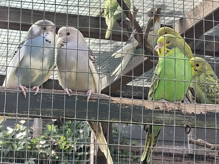 BABY BUDGIES FOR SALE