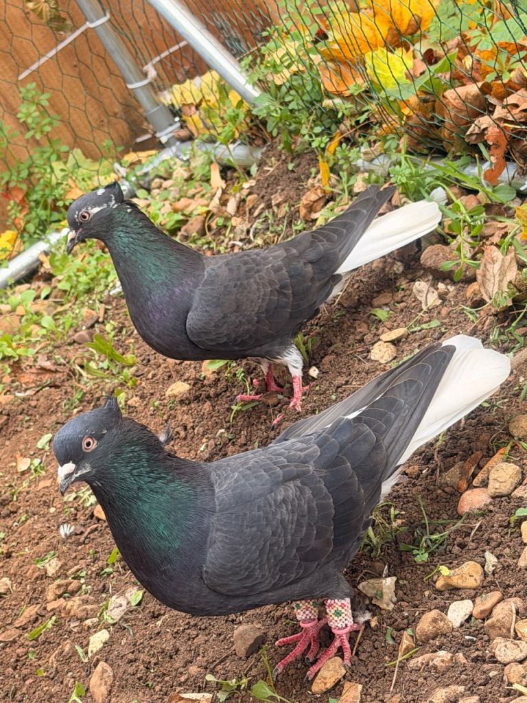 Iranian High Flyer Pigeons for Sale
