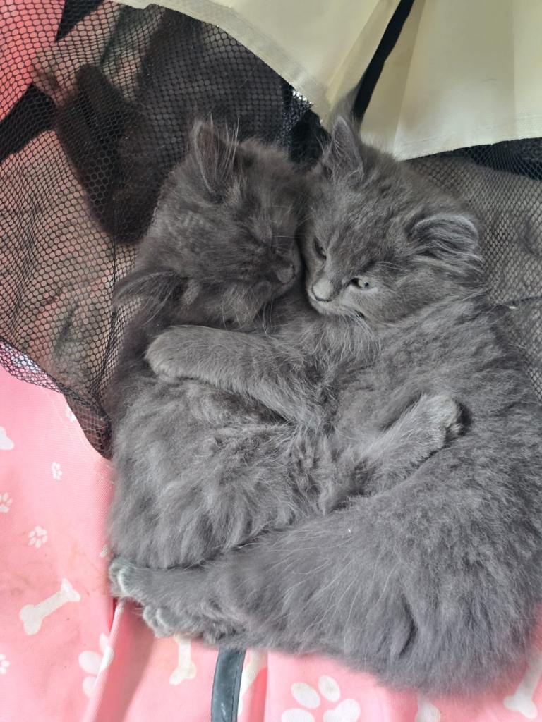 3 ragdoll/persian kittens 