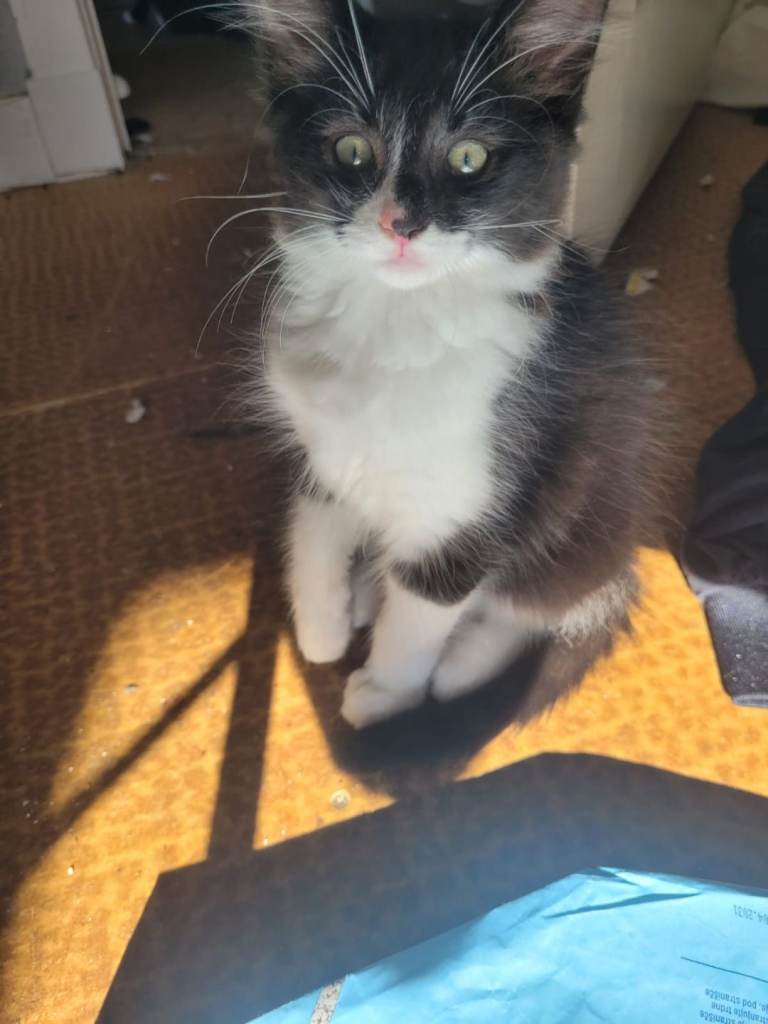 3 kittens for sale