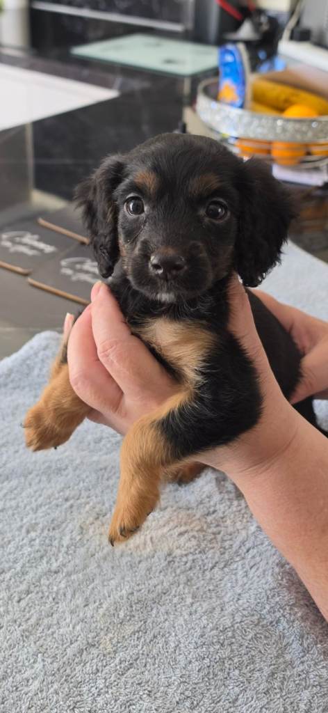 Cockapoo  f1 pups ready now