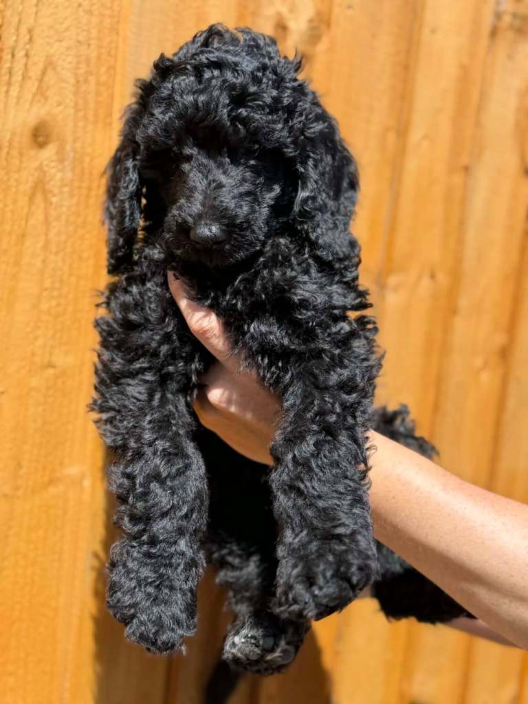 READY NOW Standard Poodle puppies 