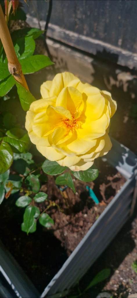 Yellow climbing rose 🌹 "Aretha"
