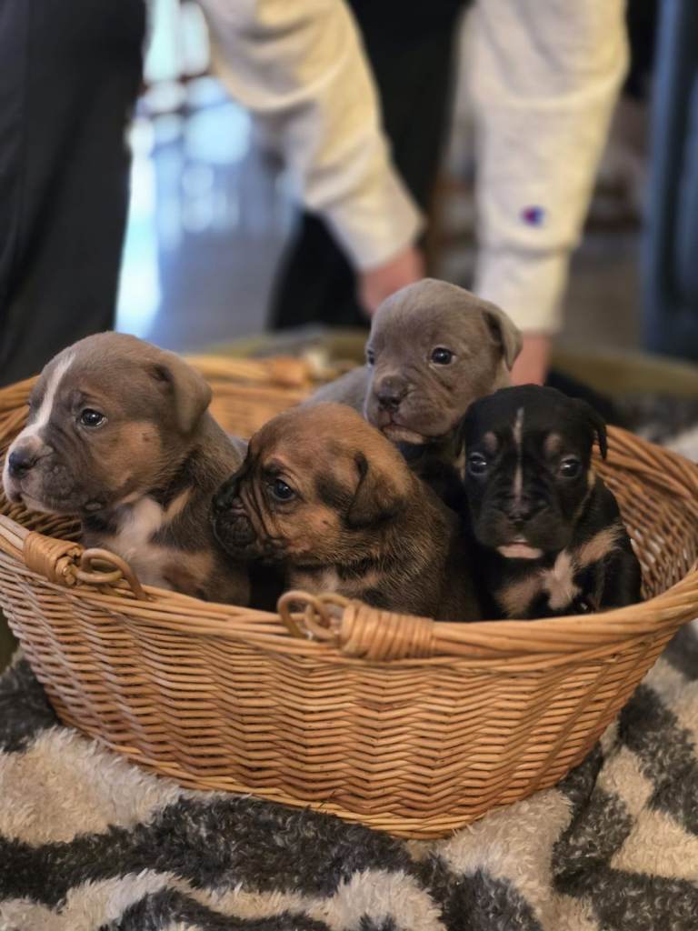 🔥💥 MASSIVE Cane Corso × Pocket Bully Puppies – 6 POWERFUL PUPS 💥🔥