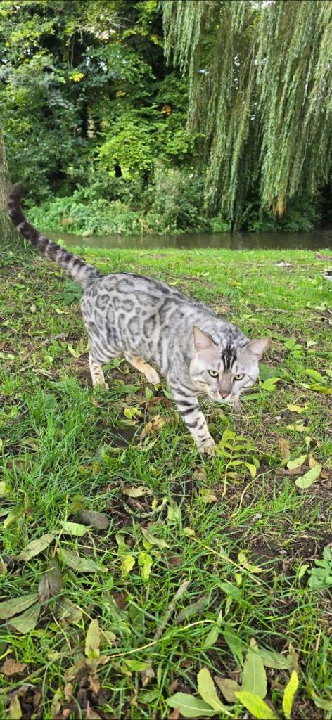 Silver Tica registered champion bengal boy