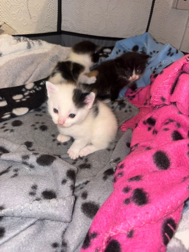 Black /white  / black and white mixed 