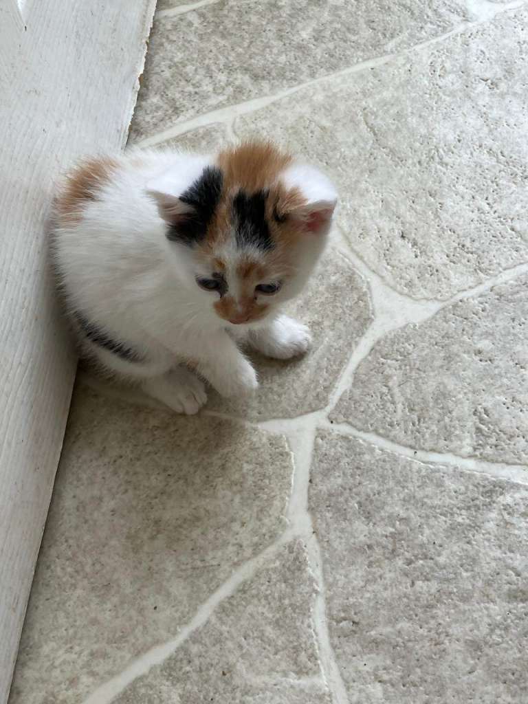 price reduced : last girl kitten