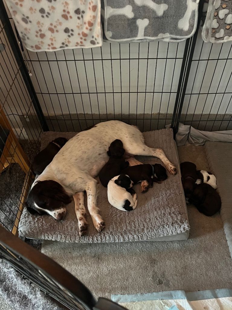 Sprockerpoos for sale