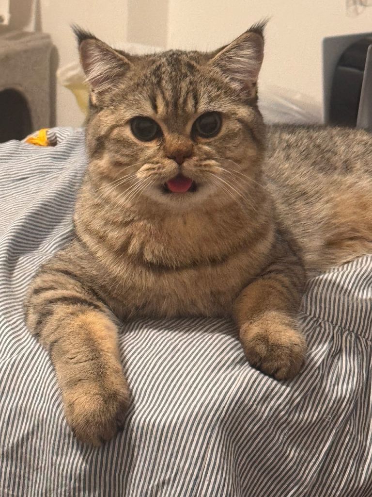 Mix shorthair and ragdoll