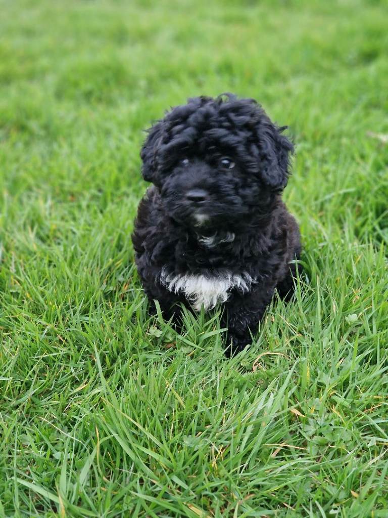 Maltipoo💞💞 LAST GIRL 💞💞