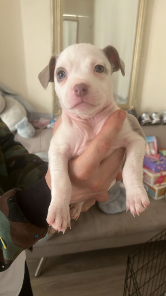 pocket bully cross frenchie puppies 