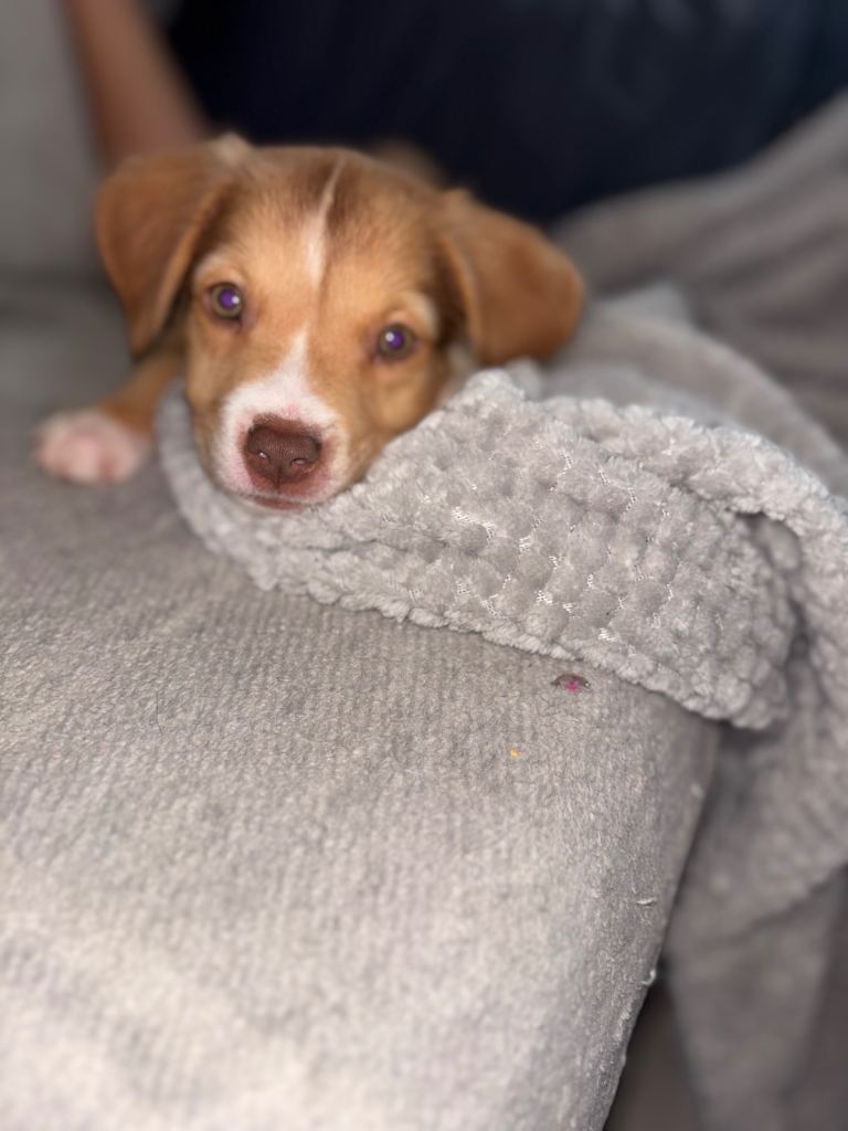 Girl puppy 