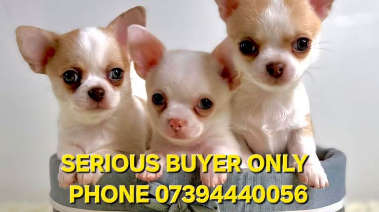 CHIHUAHUA PUPPIES FOR SALE BOY AND GIRL READY TO GO