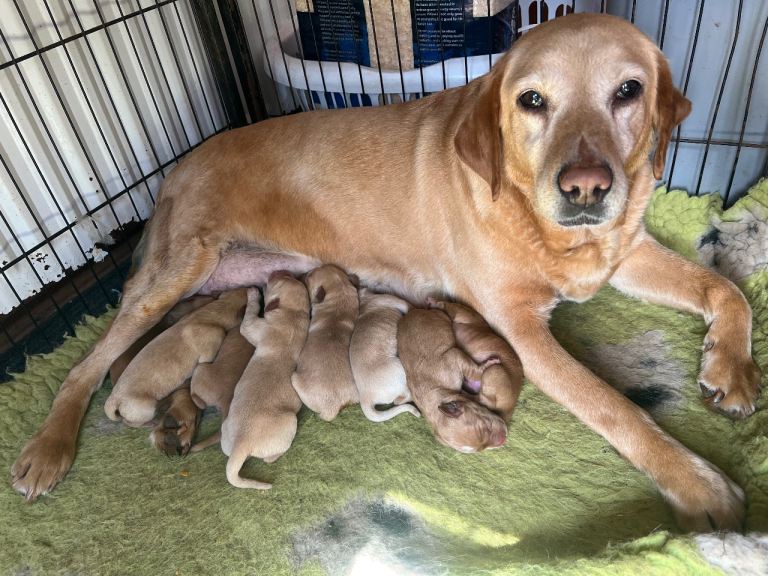 Red / yellow lab pups 