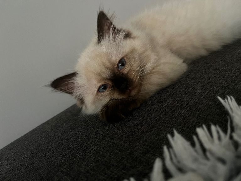Ragdoll kittens for sale 