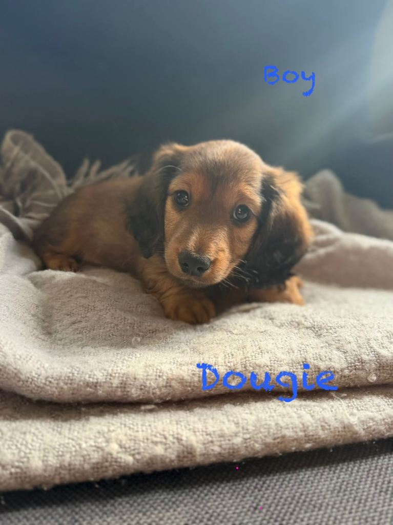 Miniature dachshund puppies KC REG 1 boy left. Ready now!  