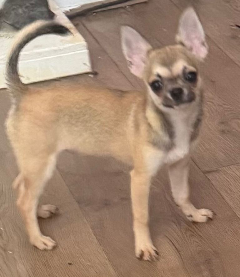 Chihuahua smooth coat bitch 