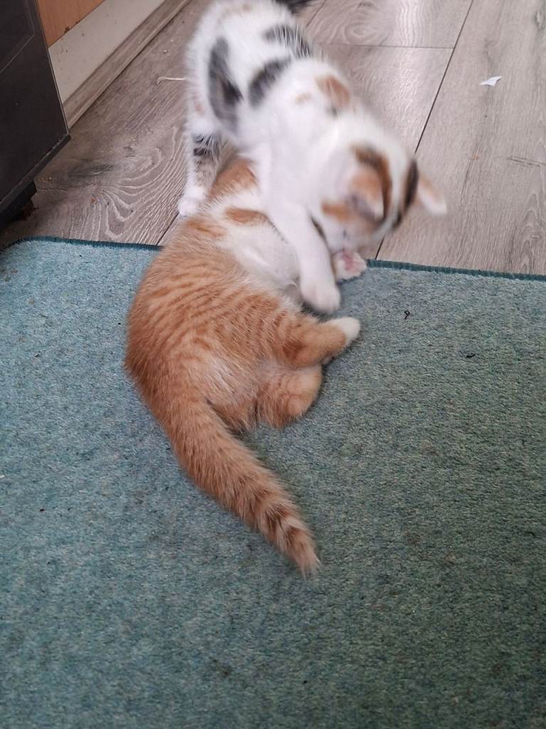 Kitten 