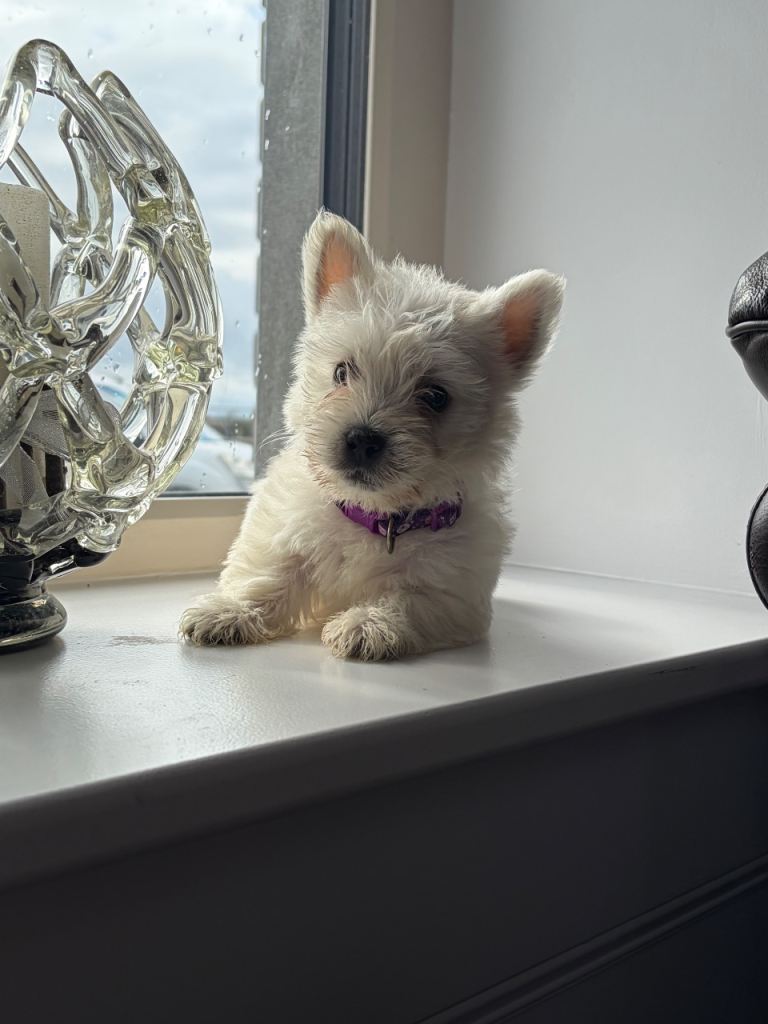 Beautiful west highland terrier puppies. 