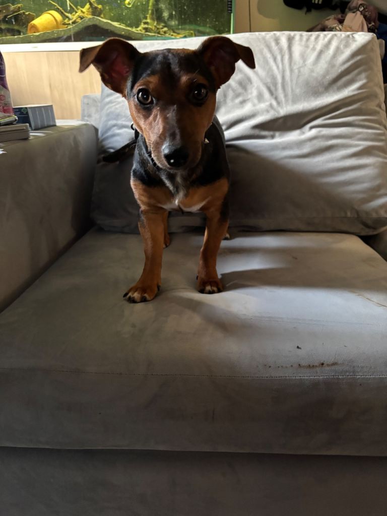 Jack Russell pup 