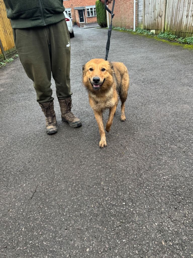 Beautiful German shepherd cross